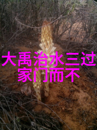 神龙与傲娇的果实