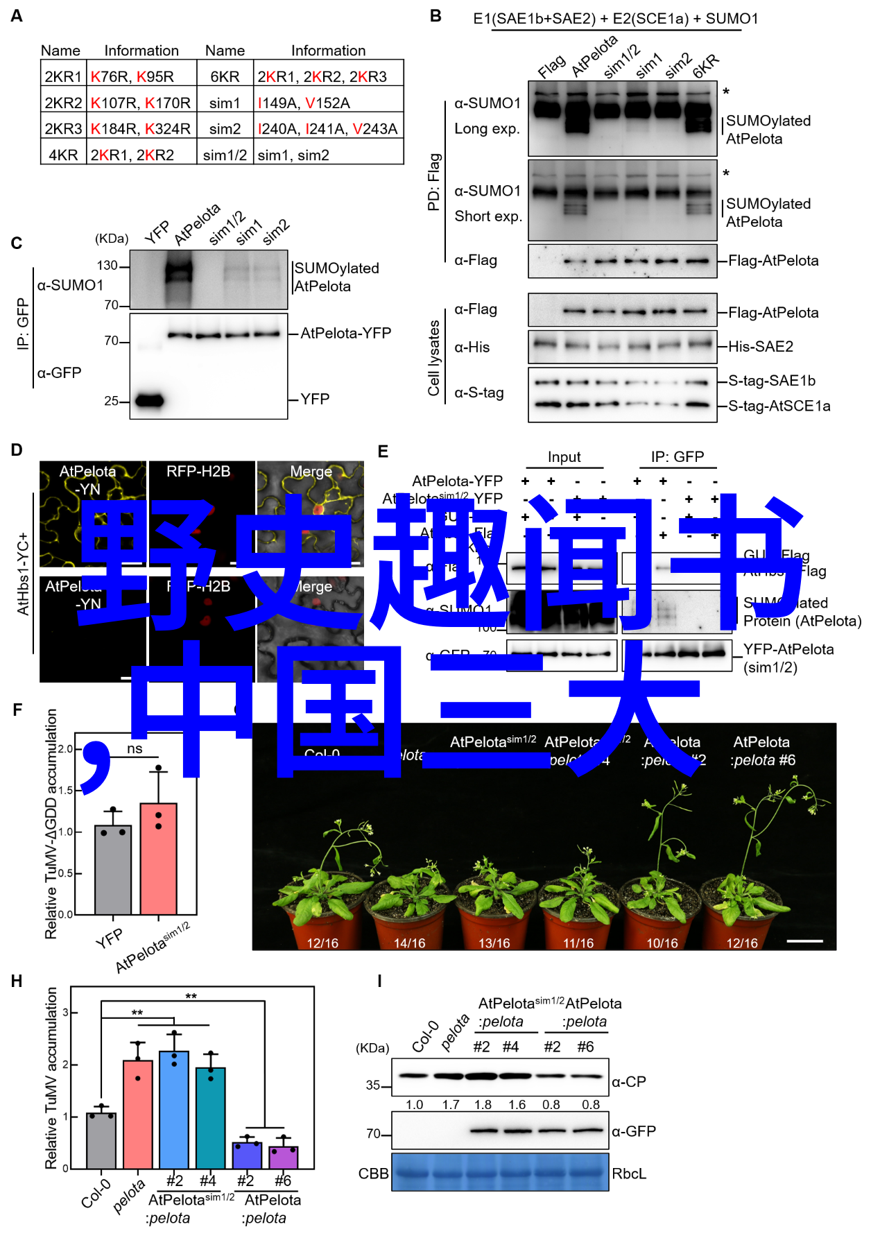 中国民间故事二年级寓言故事社会中的兔子和大灰狼