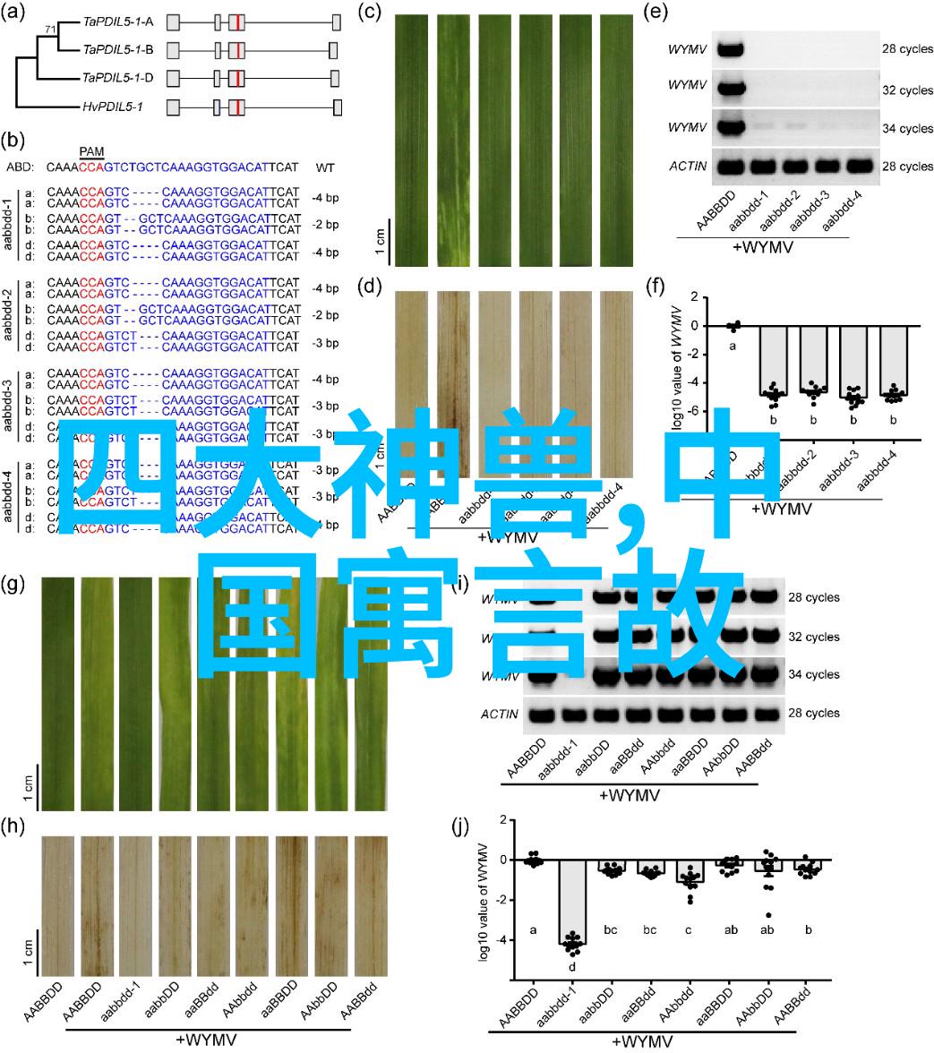 成语故事背后的文化智慧深度解读古代成语的文化内涵