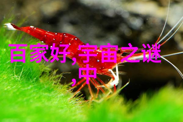 端午节的传说与文化深度解析龙舟竞渡粽叶制作重阳节转变