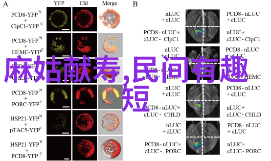 古老的纹章传承与变迁